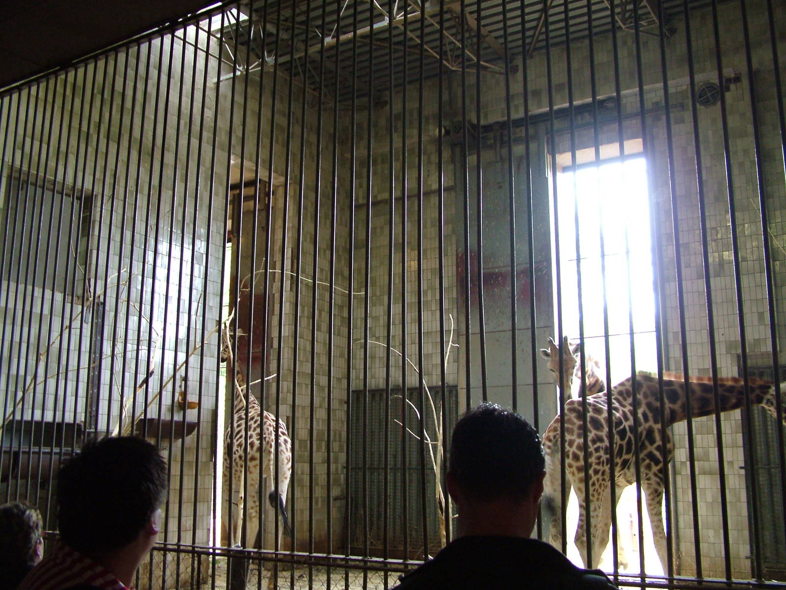 Indoor giraffe exhibit at Ostrava, 29/05/10