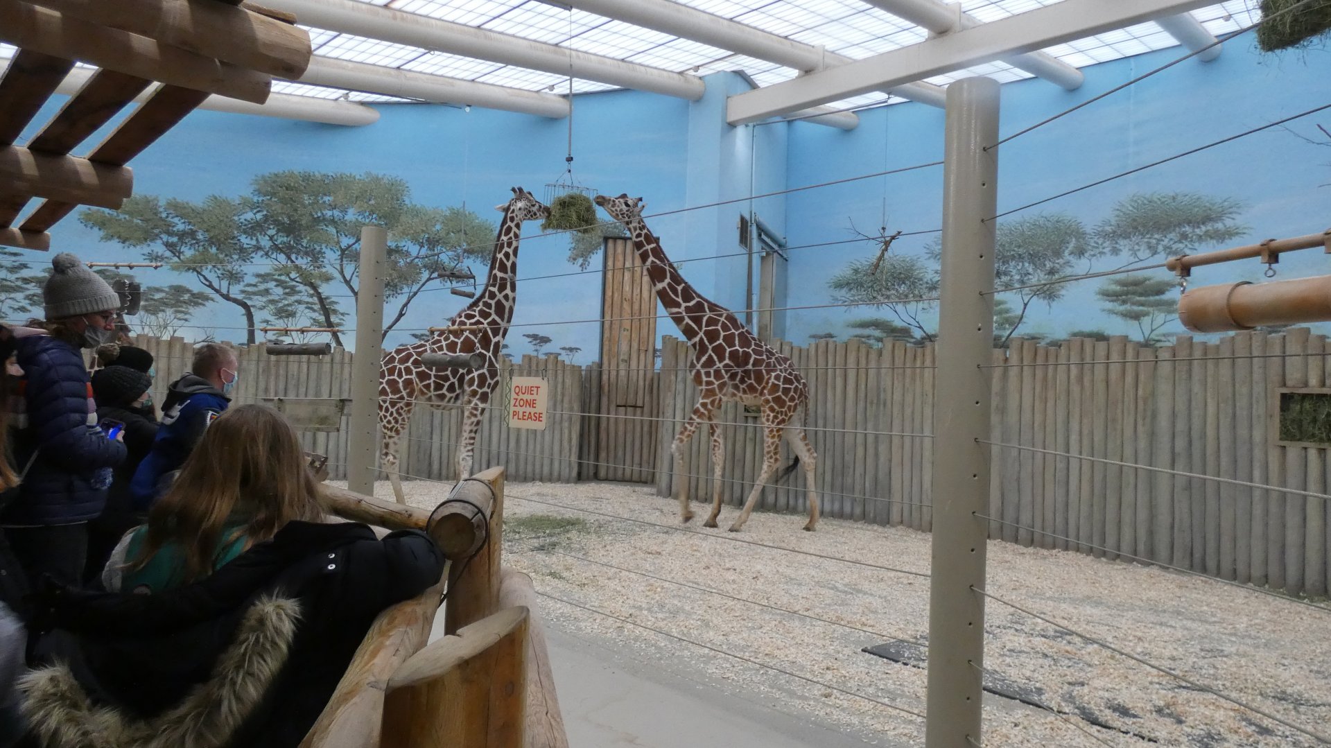 Indoor Giraffe Exhibit, Habitat Africa! - Nov. 2021