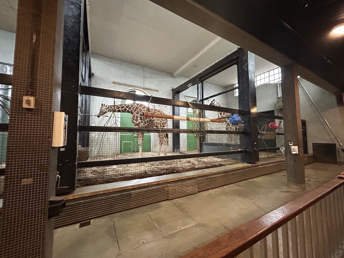 Indoor Giraffe Exhibit