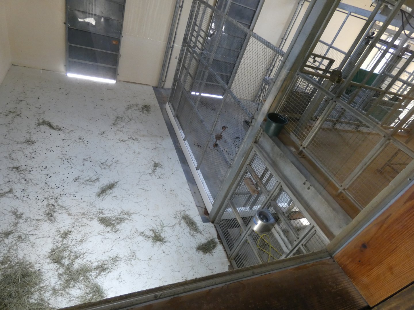 Indoor Giraffe Stalls