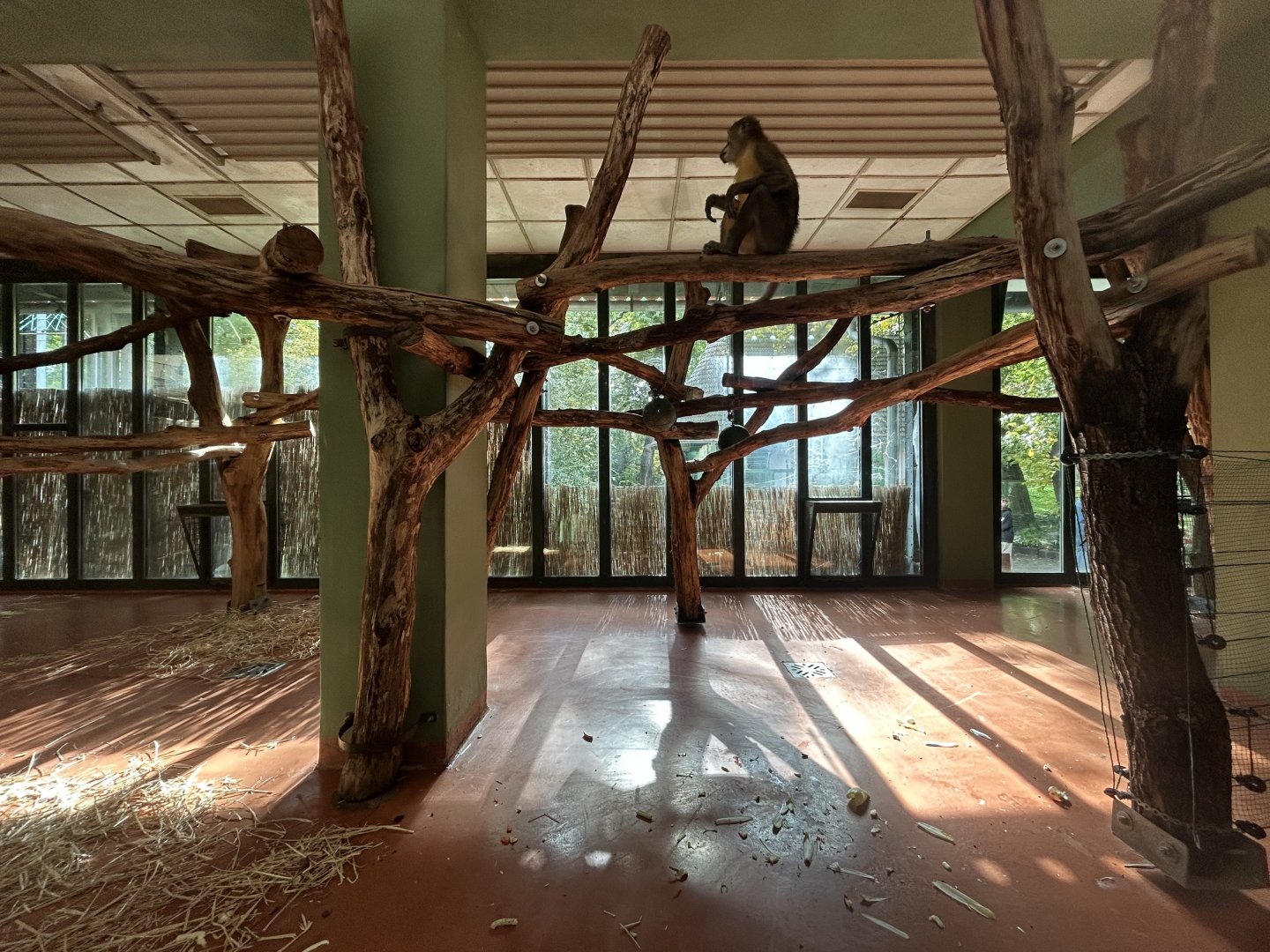 Indoor Golden-bellied Mangabey Exhibit - Madagascar House
