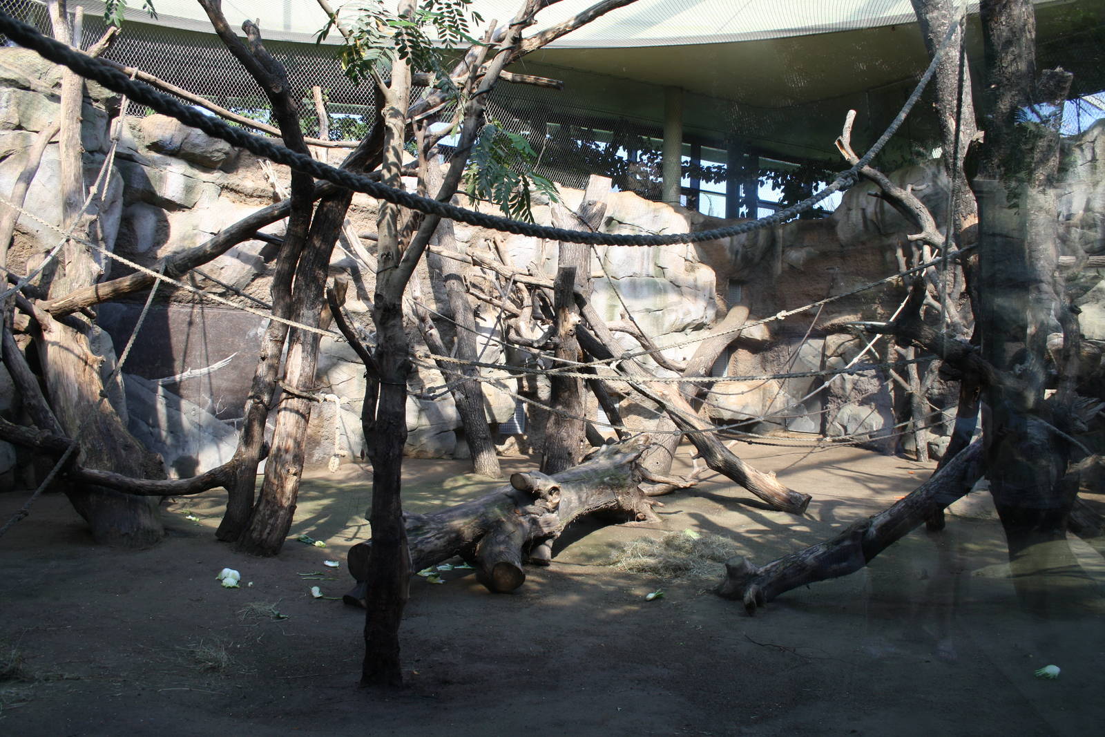 Indoor gorilla area - 4 June 2010