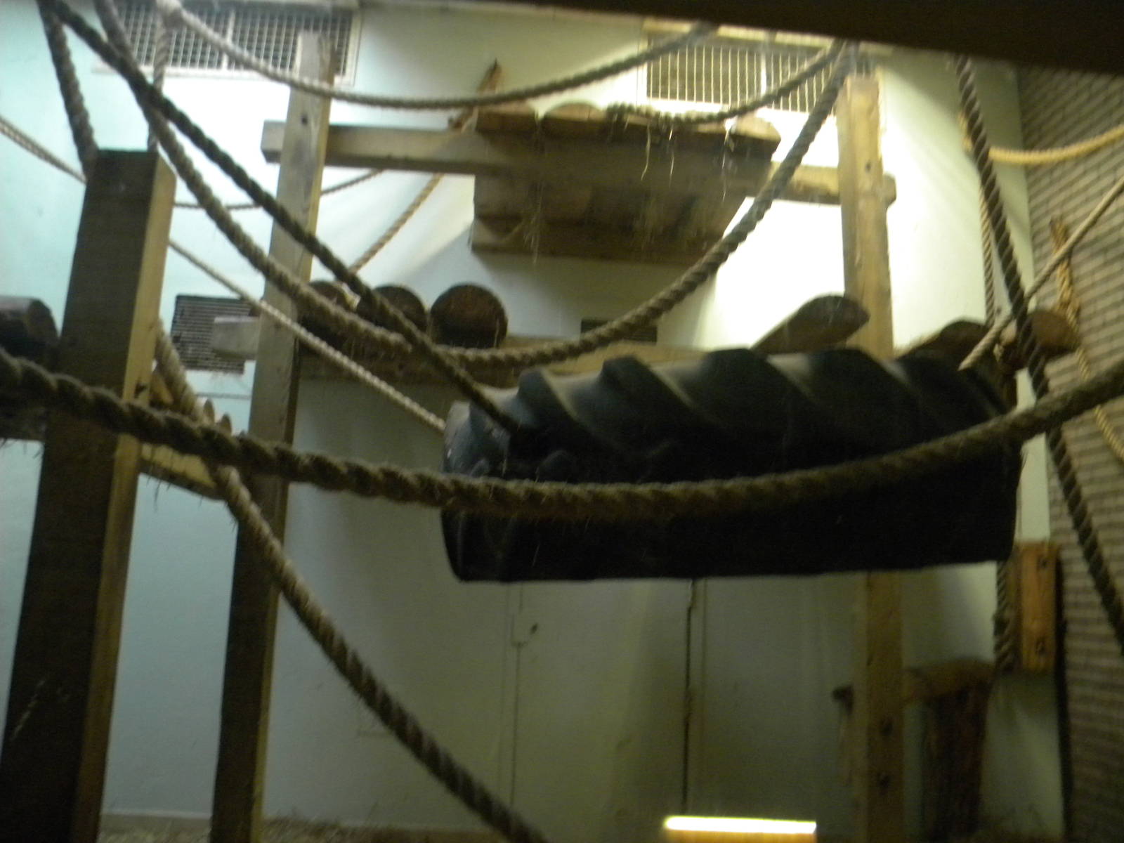 Indoor Gorilla enclosure at Blackpool Zoo 06/03/11