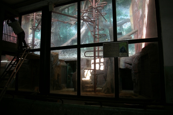 Indoor Gorilla Enclosure