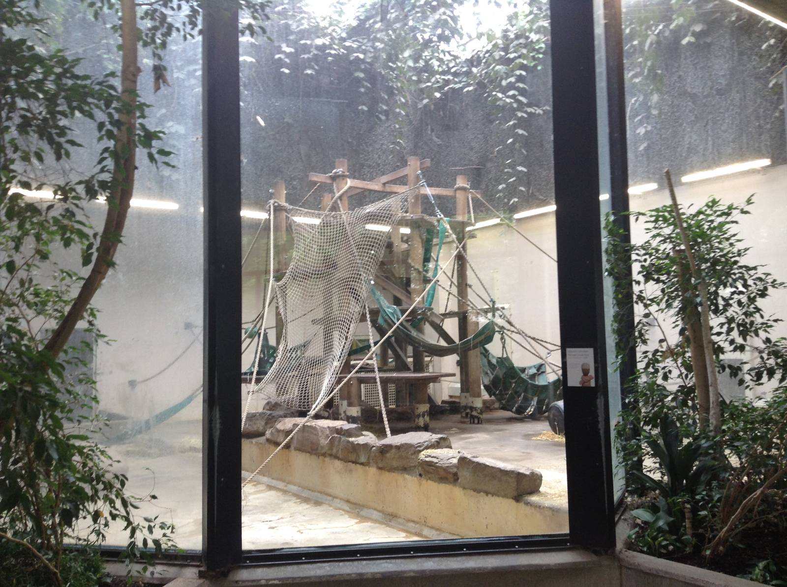 Indoor Gorilla Enclosure.