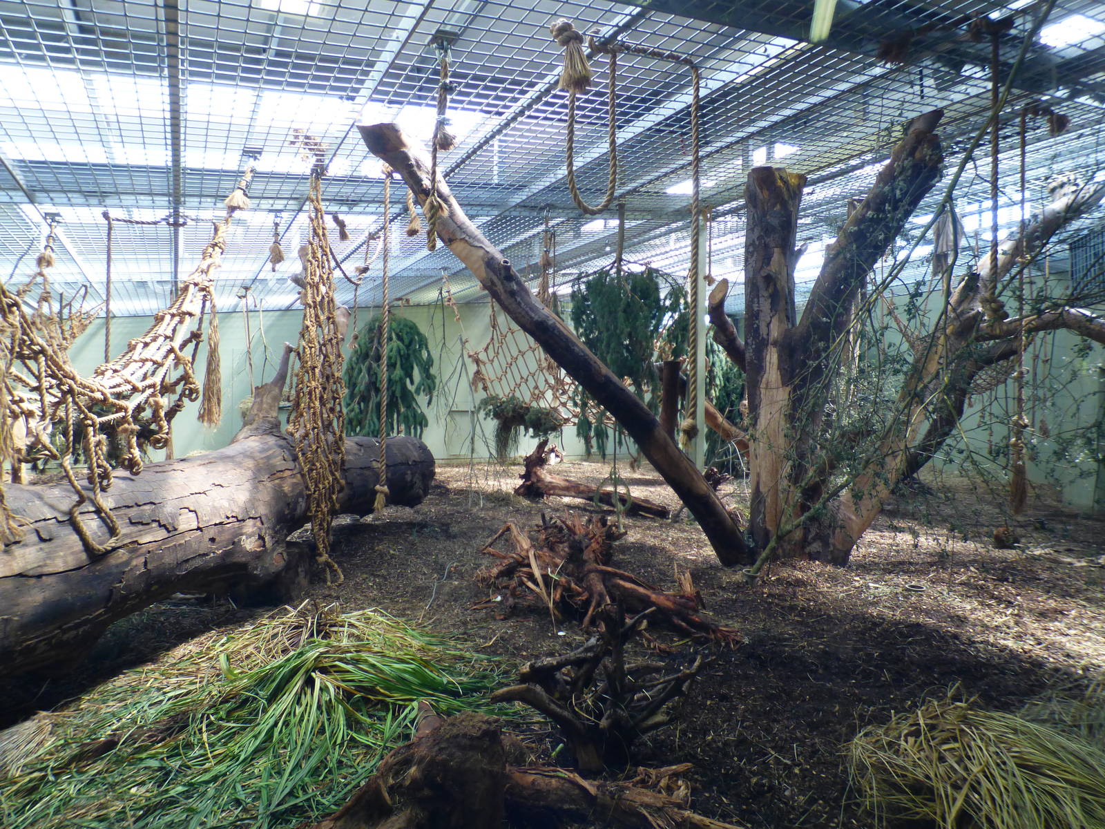 Indoor Gorilla Enclosure