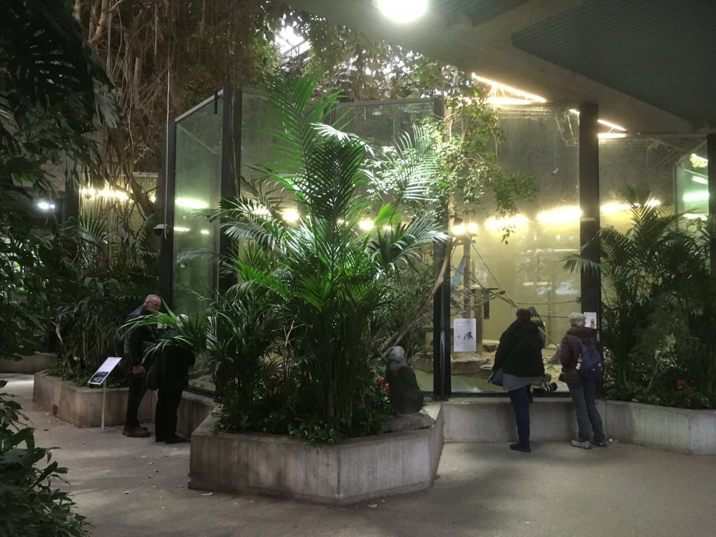 Indoor gorilla enclosure
