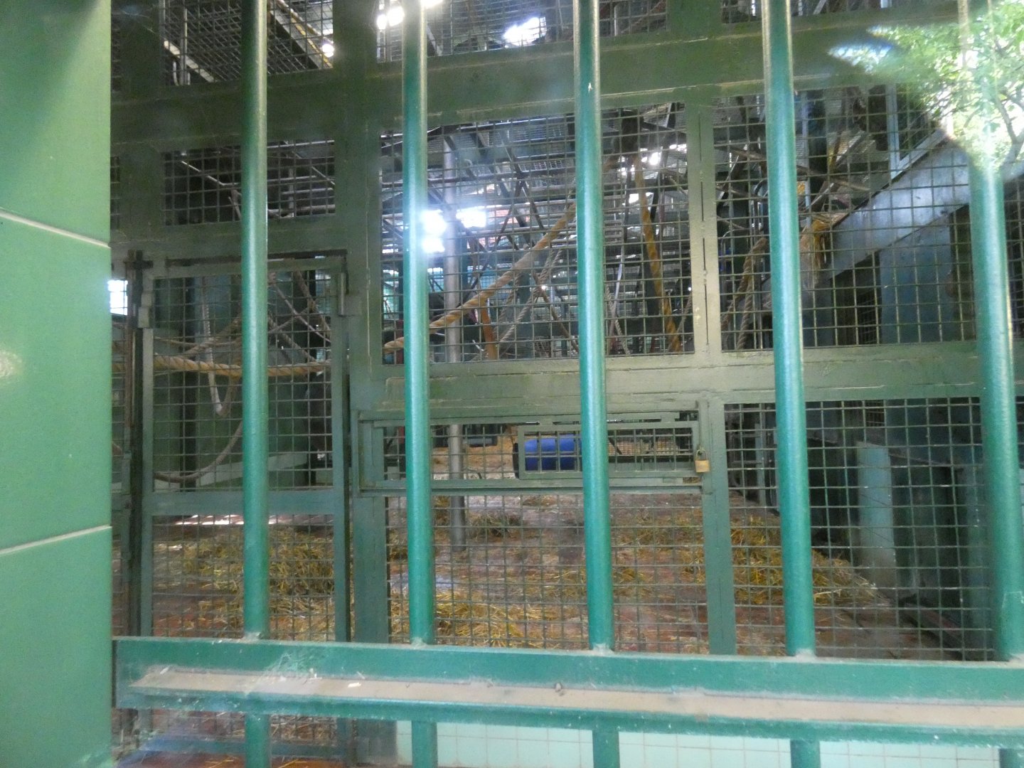 Indoor gorilla enclosure