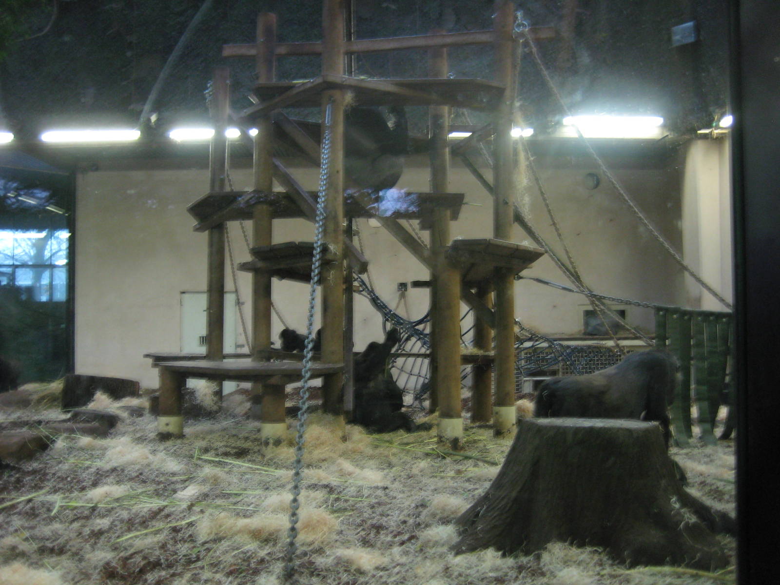 Indoor gorilla enclosure