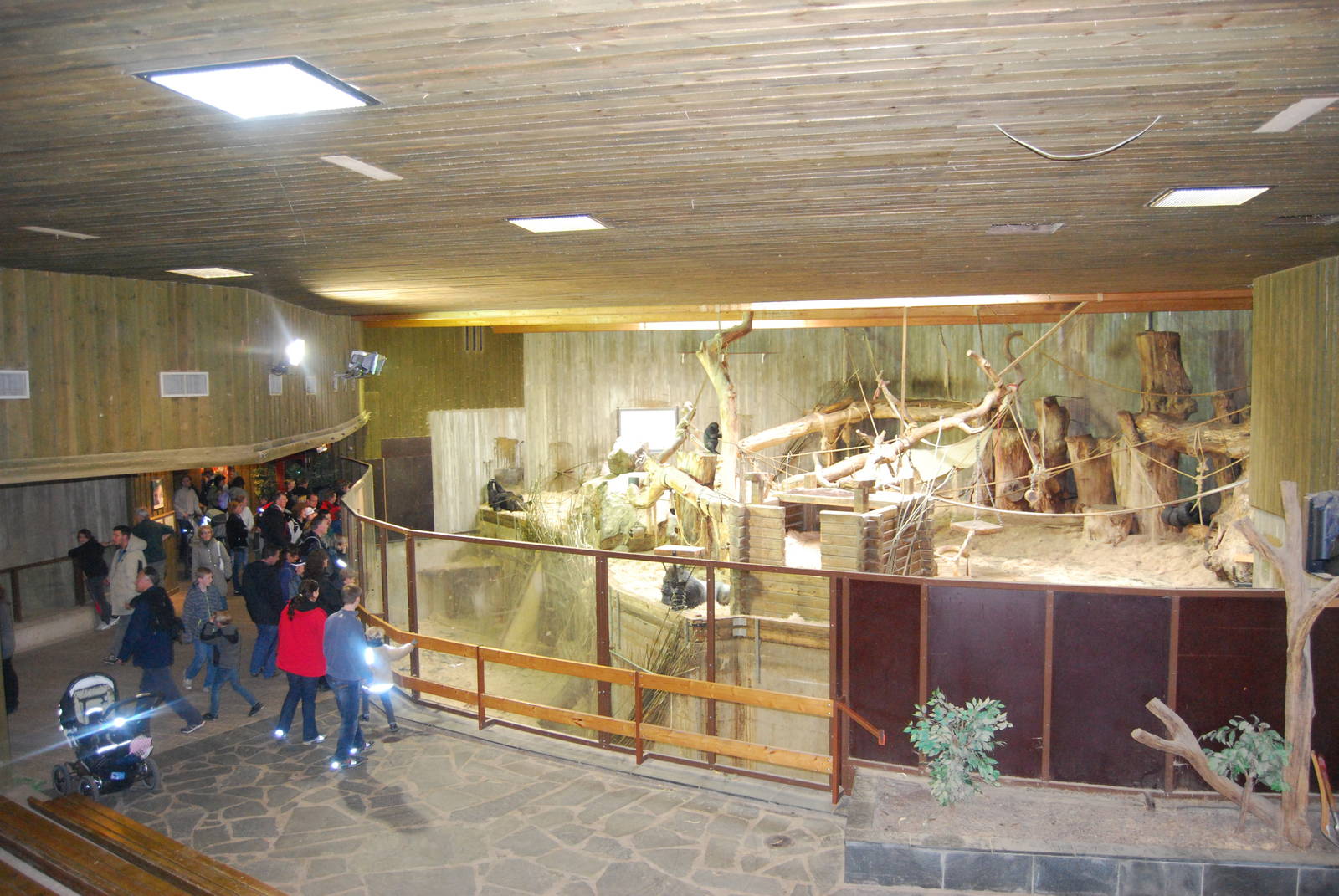 Indoor gorilla exbith in Kolmarden Zoo