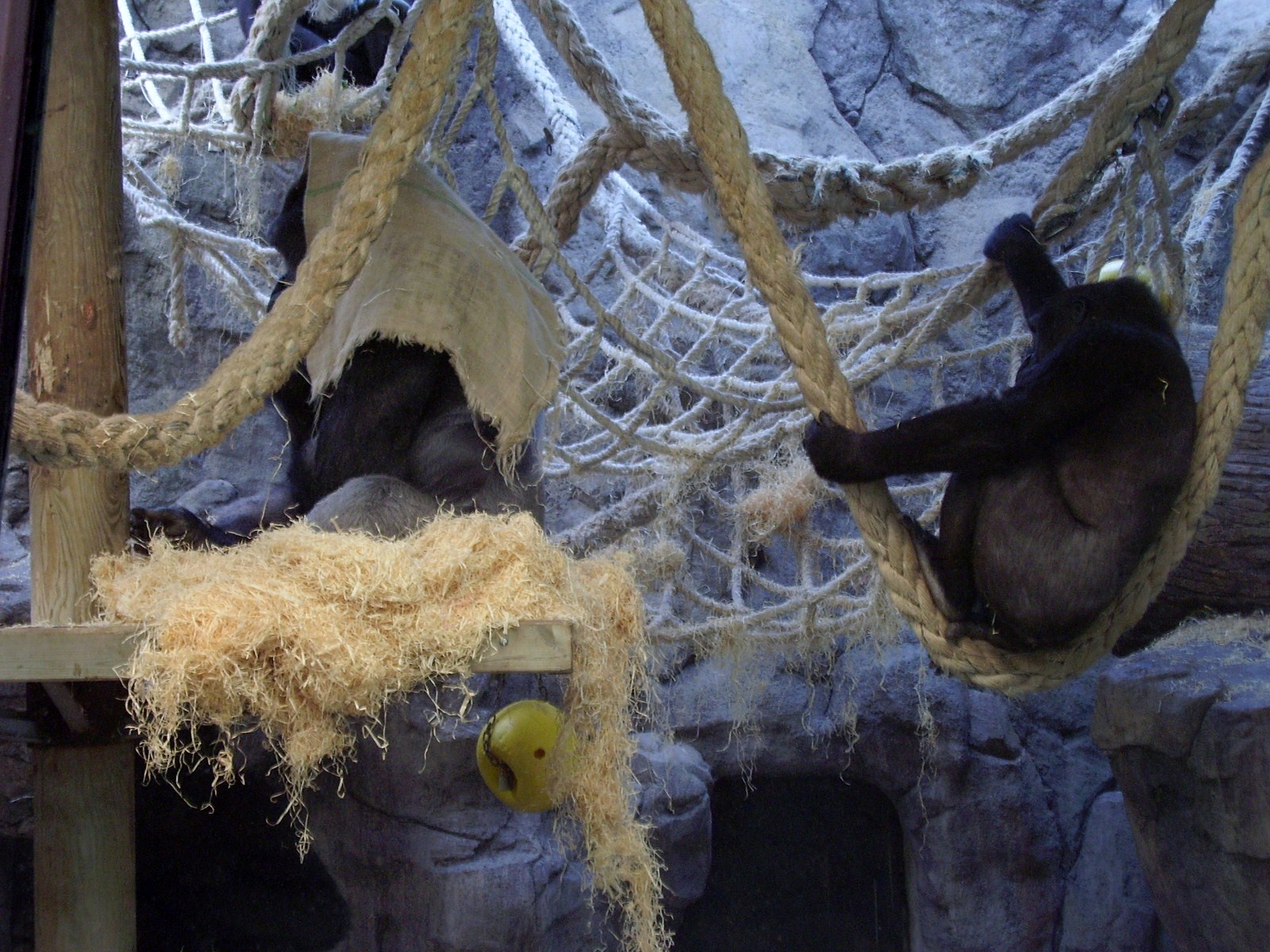 Indoor Gorilla Exhibit - 2008