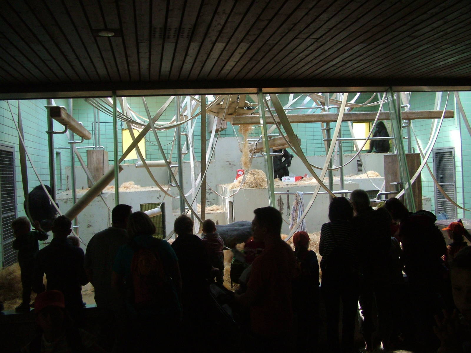 Indoor Gorilla Exhibit at Wilhelma, Stuttgart 02/09/10