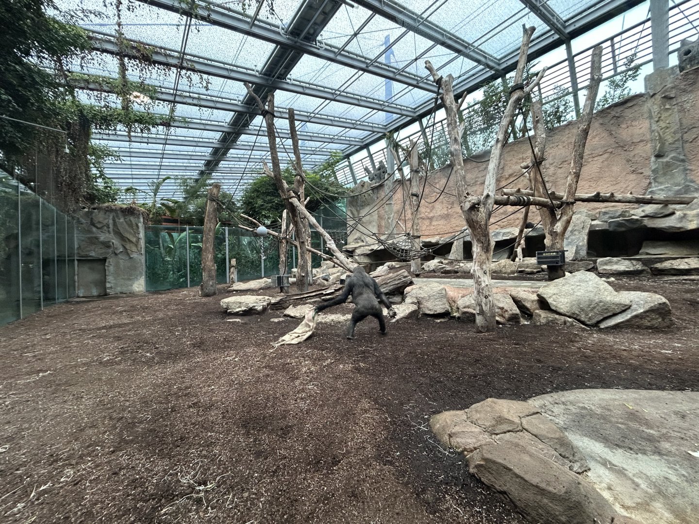 Indoor Gorilla Exhibit - Jungle House