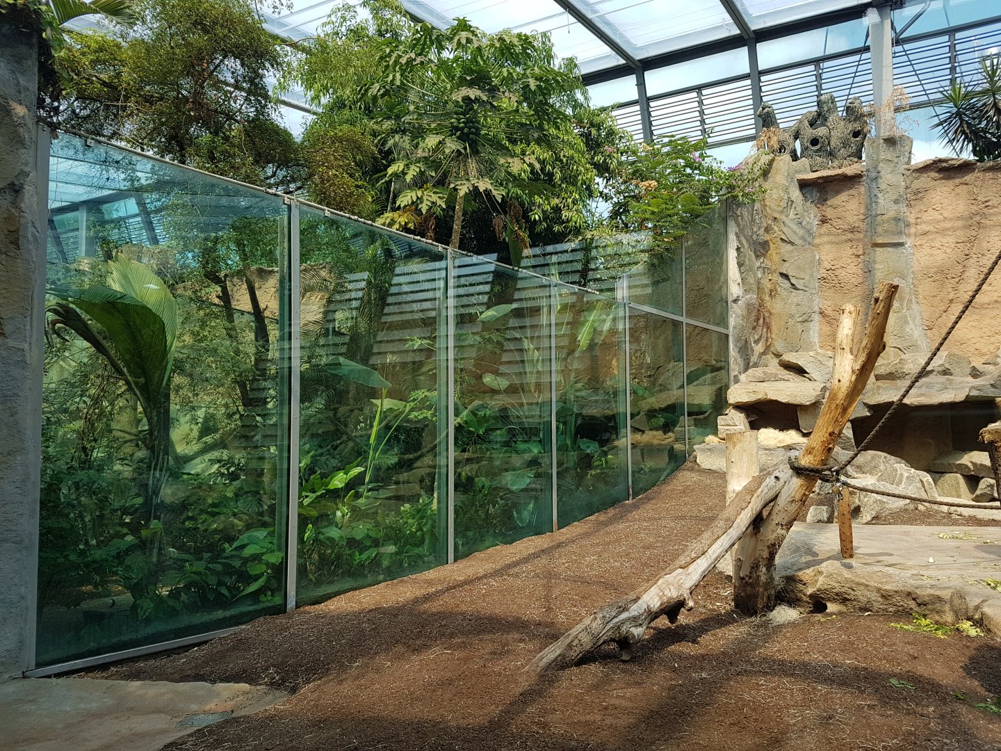 Indoor Gorilla Exhibit, Jungle Pavilion