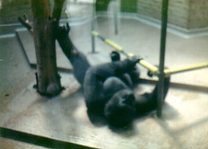 Indoor Gorilla exhibit @ London zoo 1987