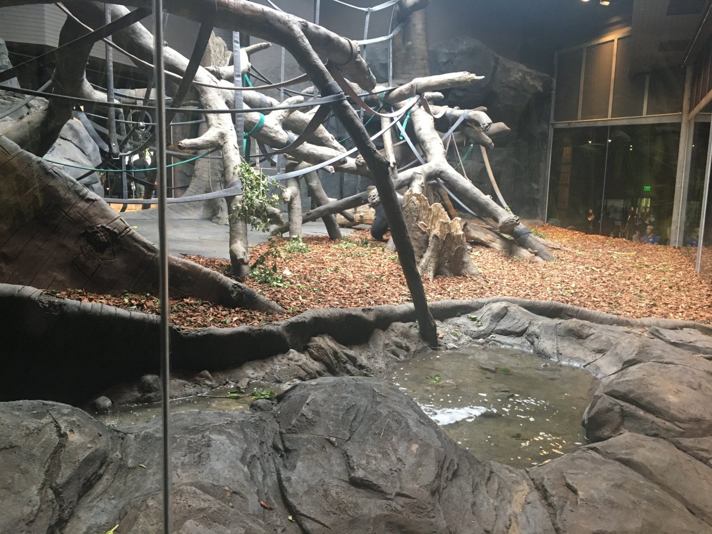 Indoor Gorilla Exhibit w/ Water Feature