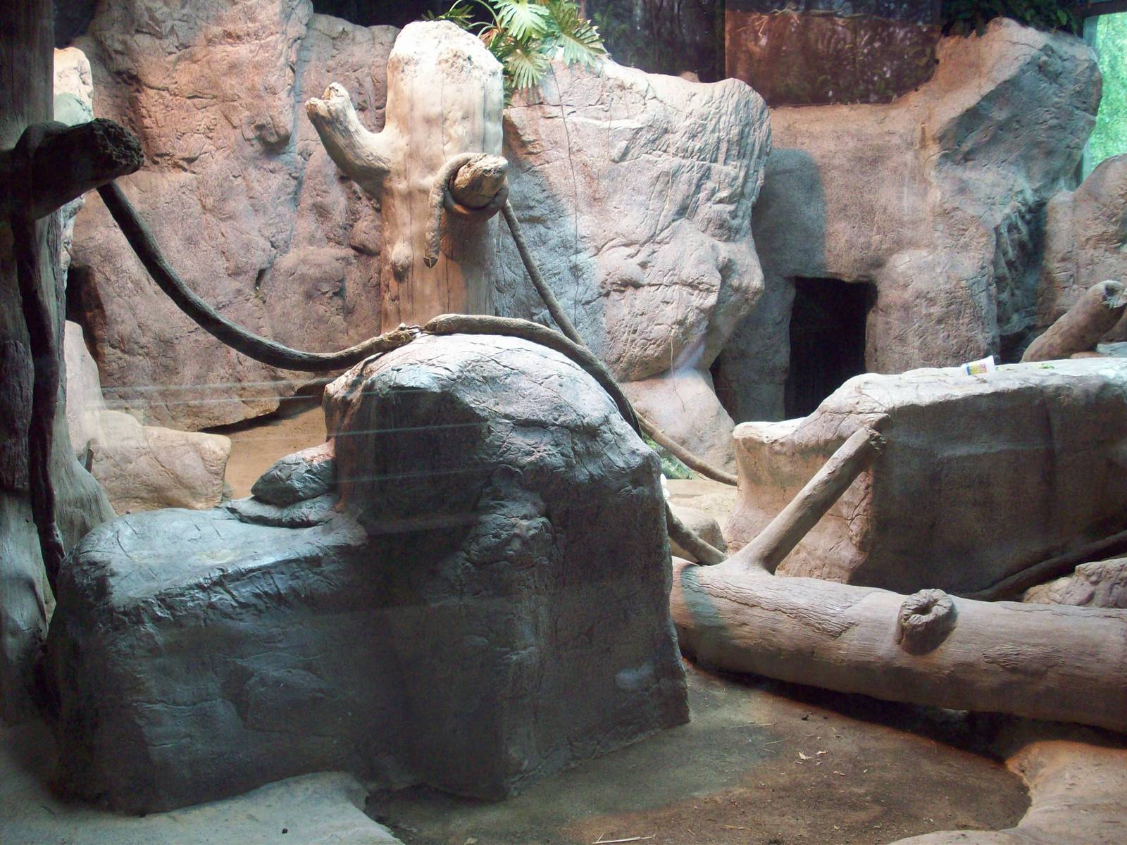 Indoor Gorilla Exhibit