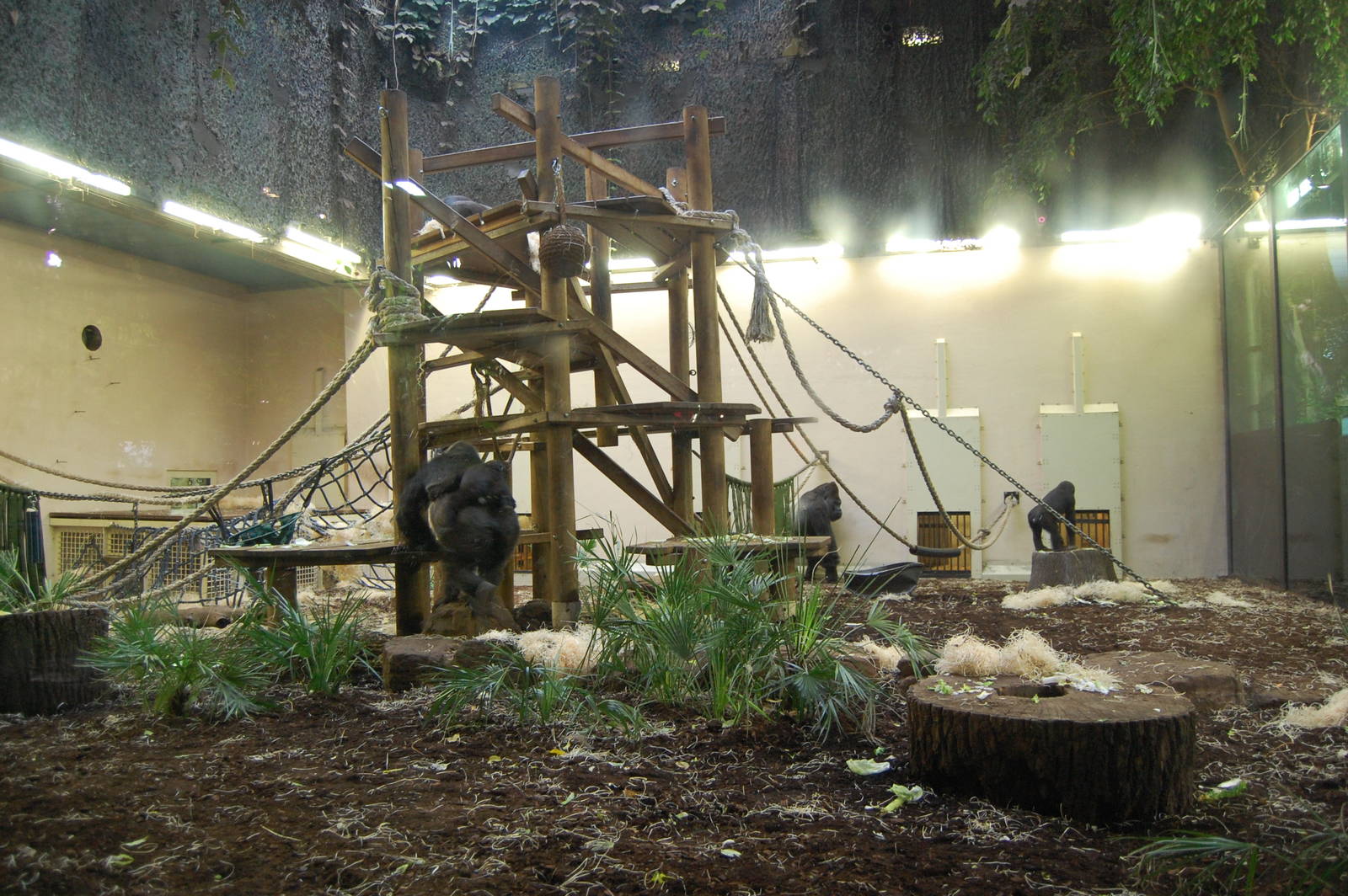 Indoor Gorilla Exhibit