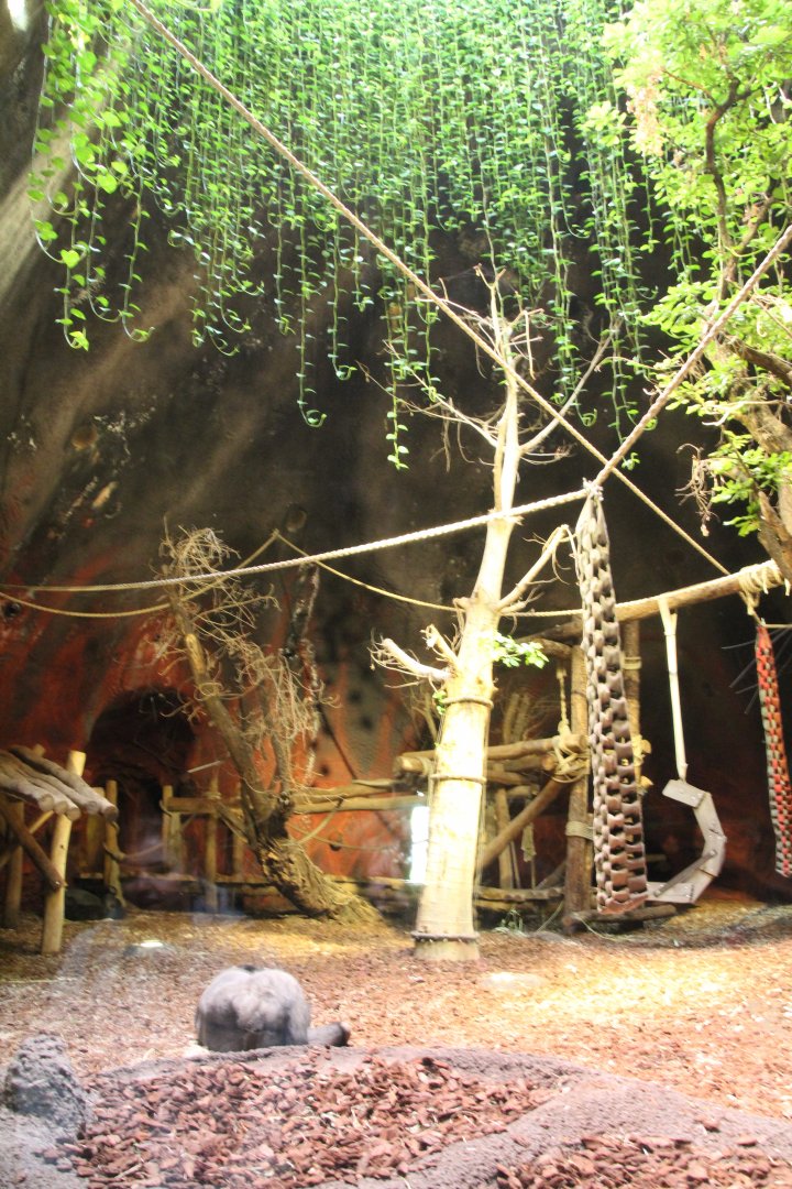 Indoor Gorilla Exhibit