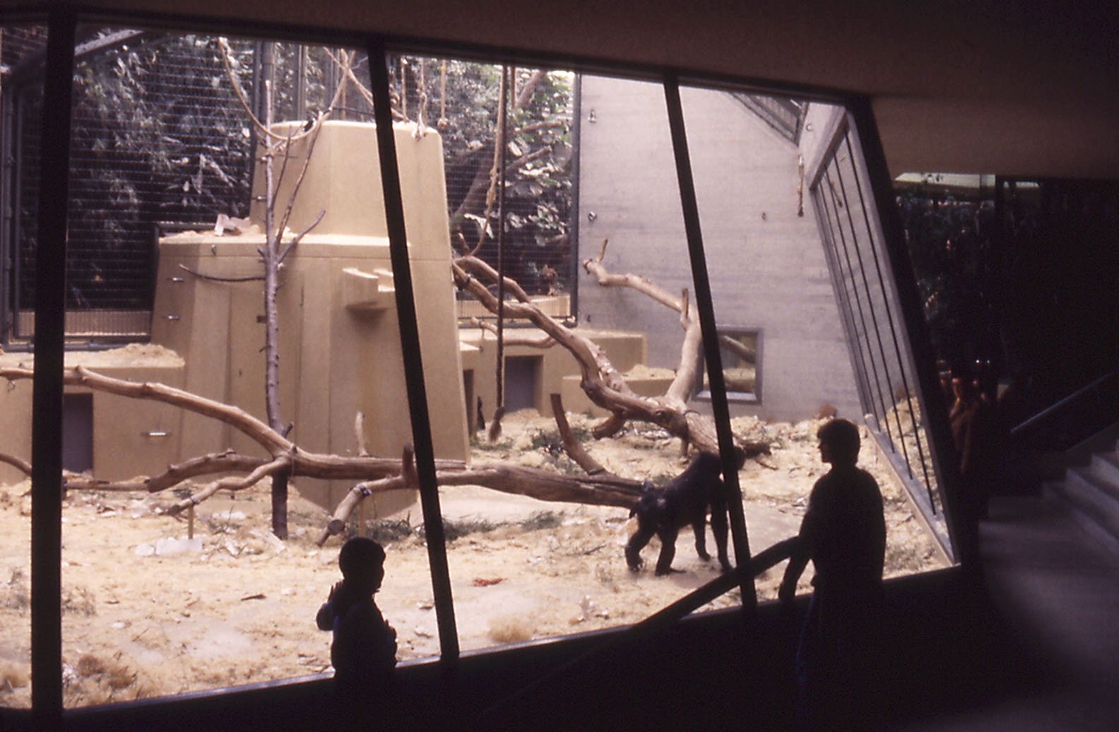 Indoor Gorilla exhibit