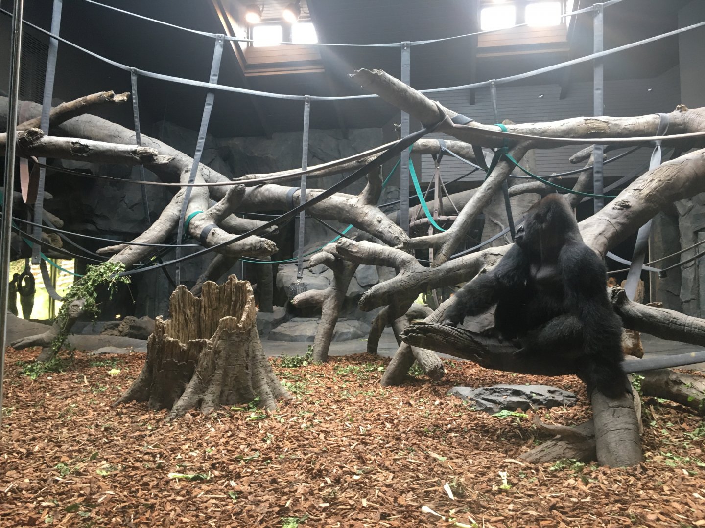 Indoor Gorilla Exhibit