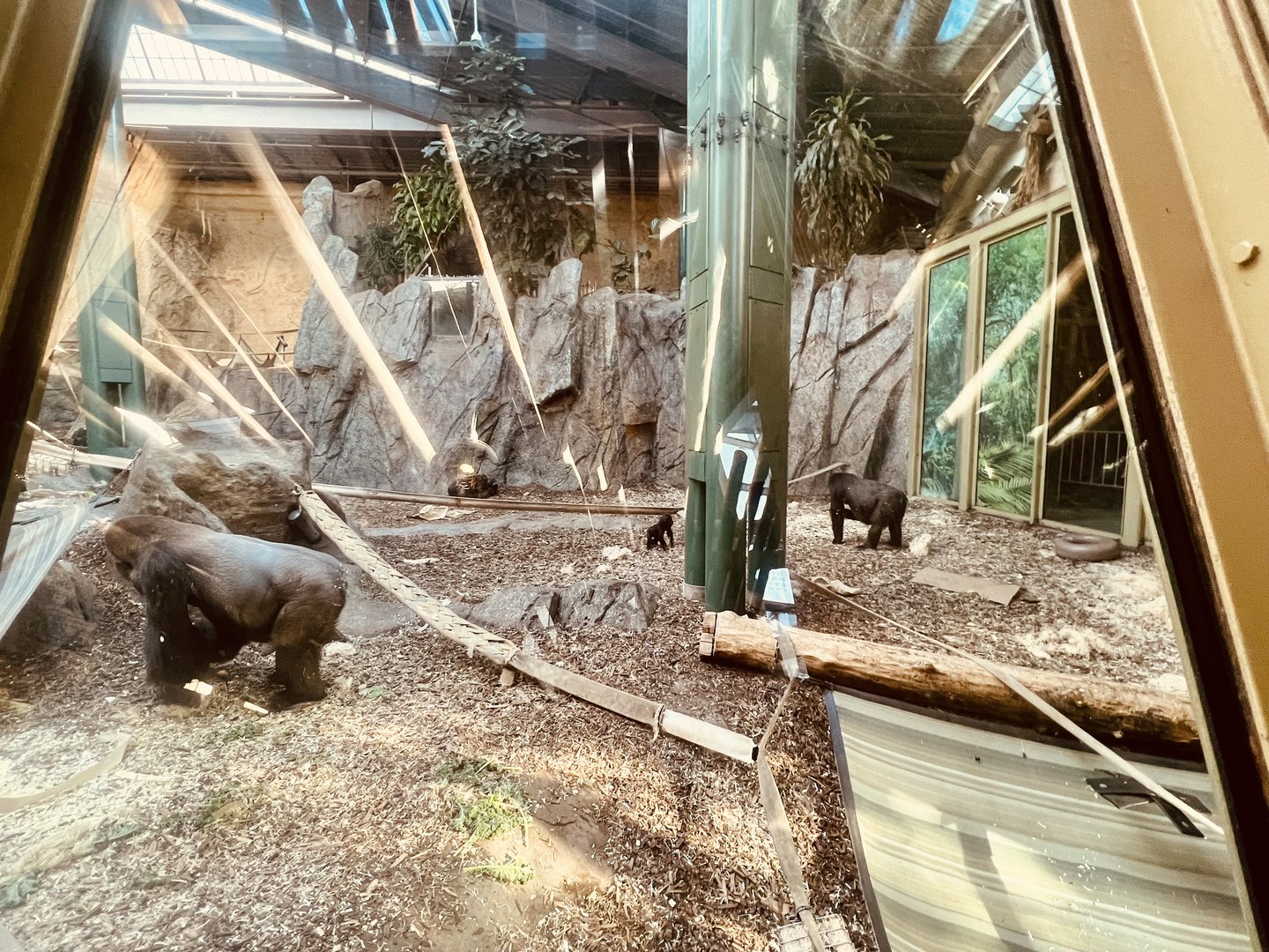 Indoor Gorilla Habitat