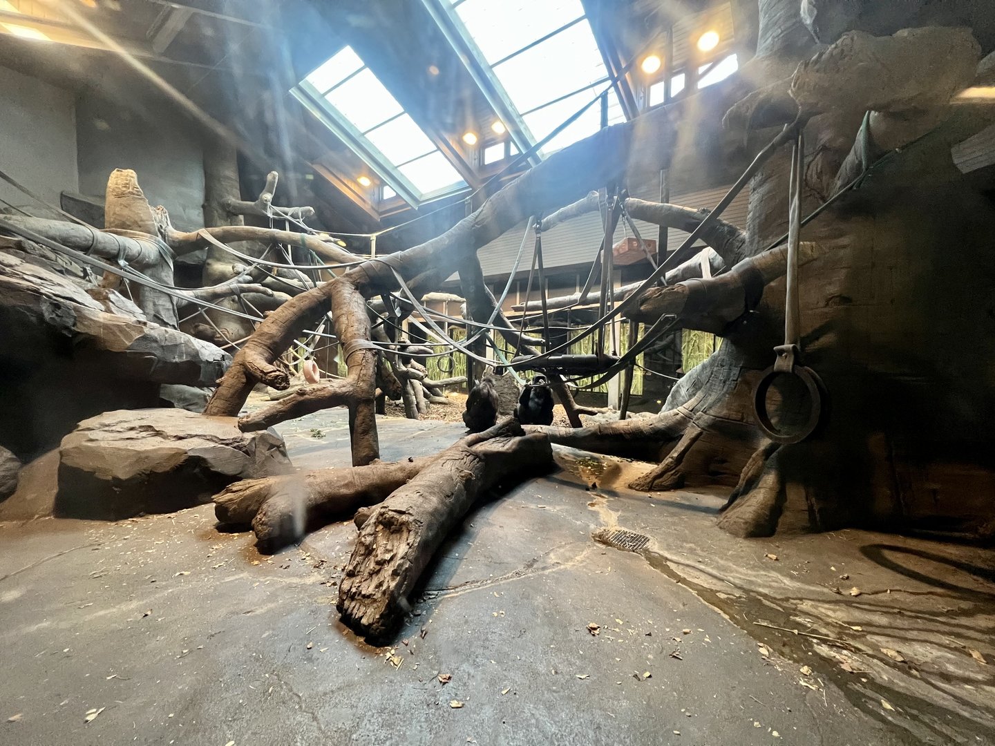 Indoor Gorilla Habitat