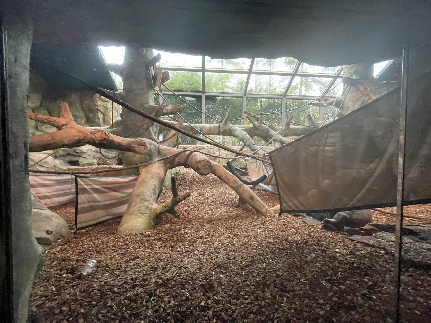 Indoor Gorilla Habitat