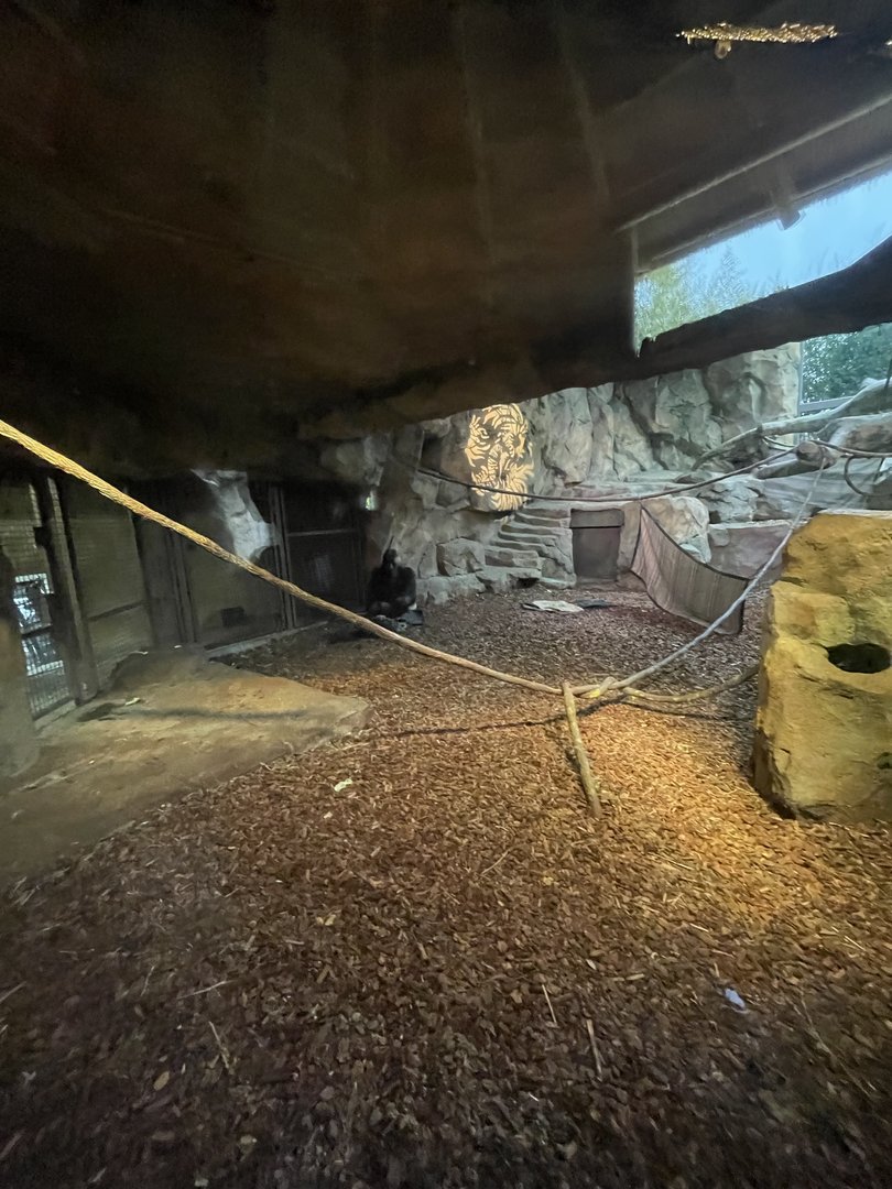 Indoor Gorilla Habitat