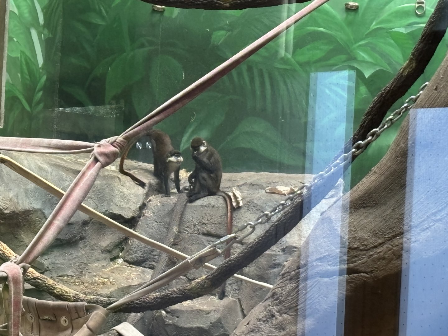 Indoor Gorilla Habitat