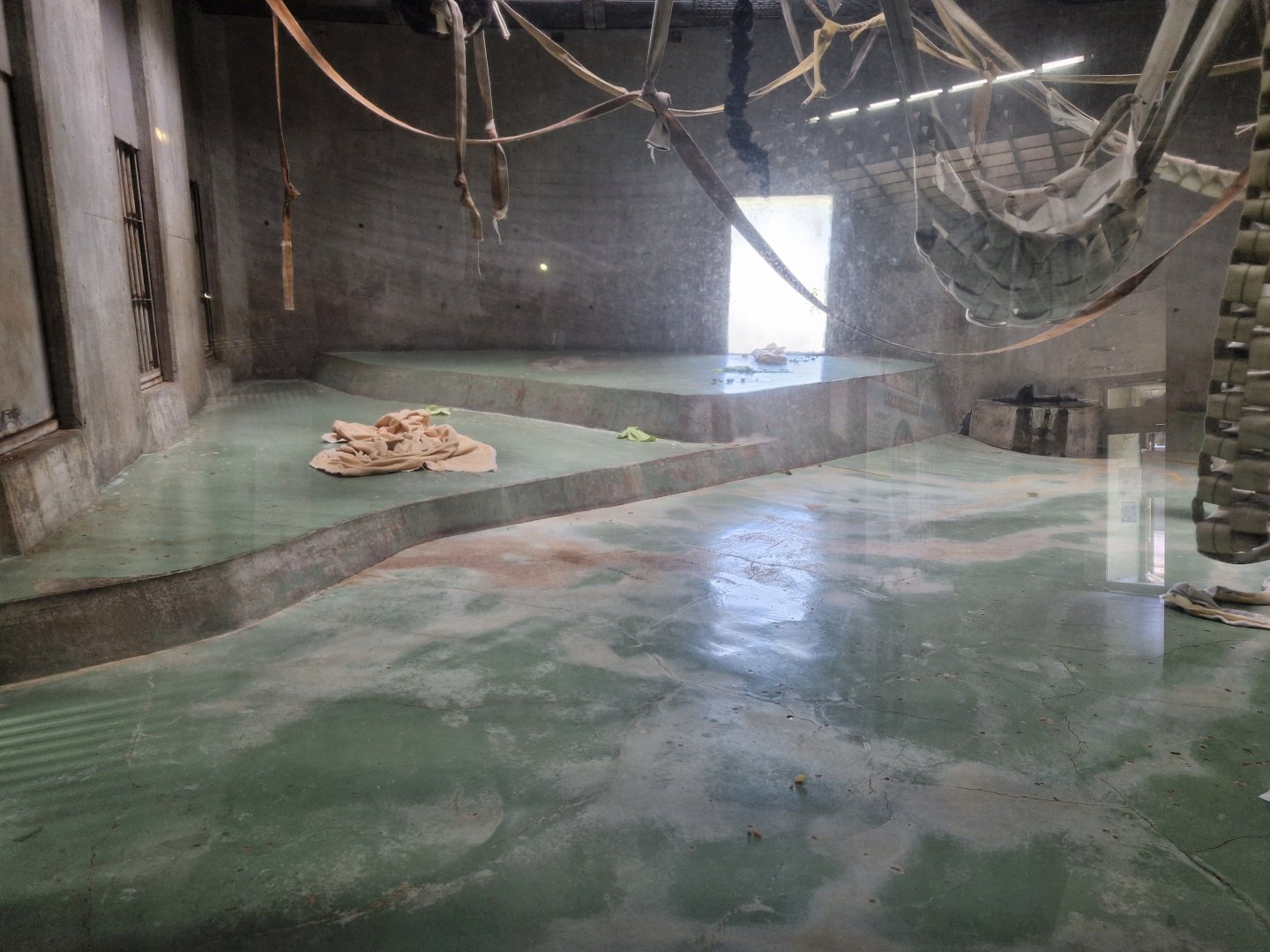 Indoor gorilla house