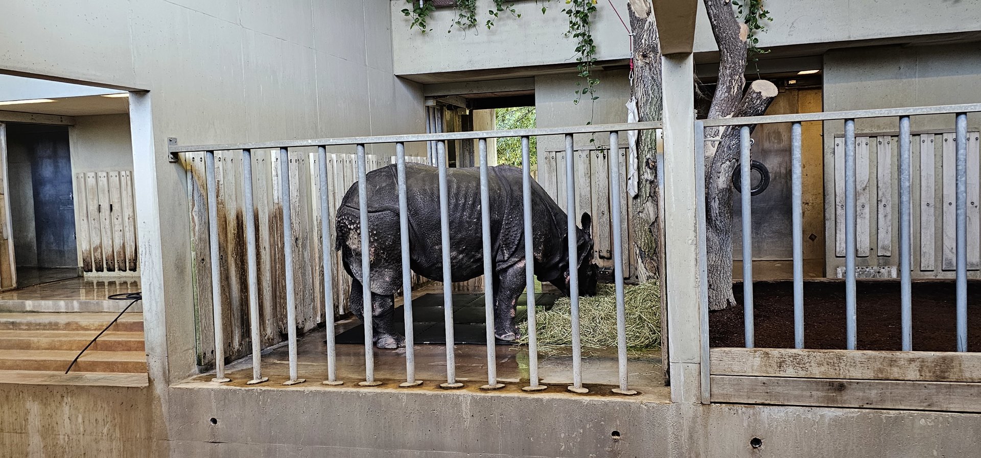 Indoor great Indian rhino quarters