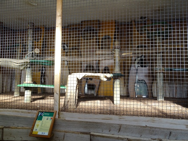 Indoor guereza enclosure (07/22)