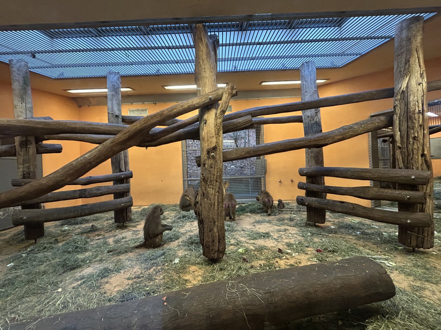 Indoor Guinea Baboon Exhibit
