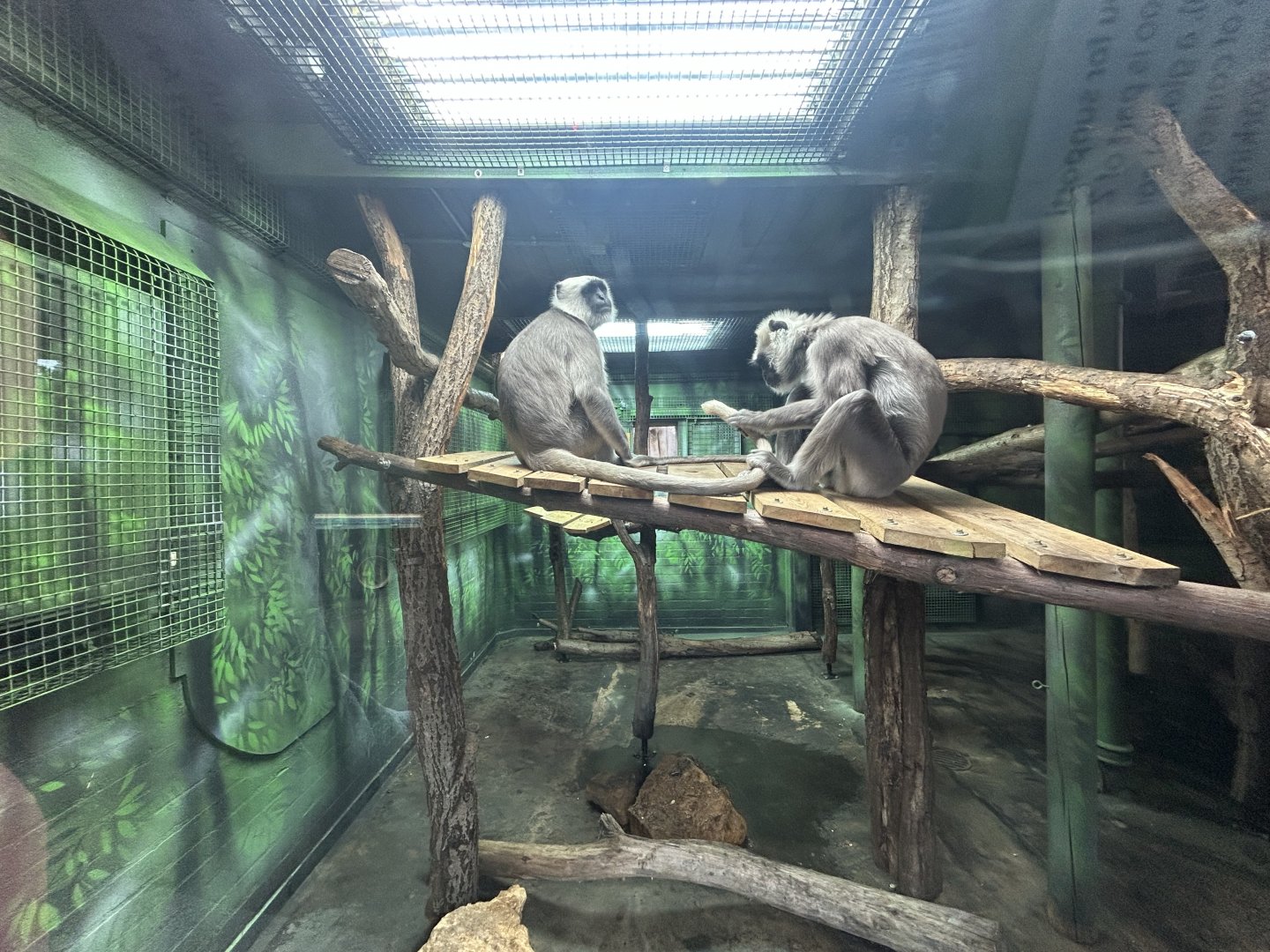 Indoor Hanuman Langur Exhibit - Land of the Lions