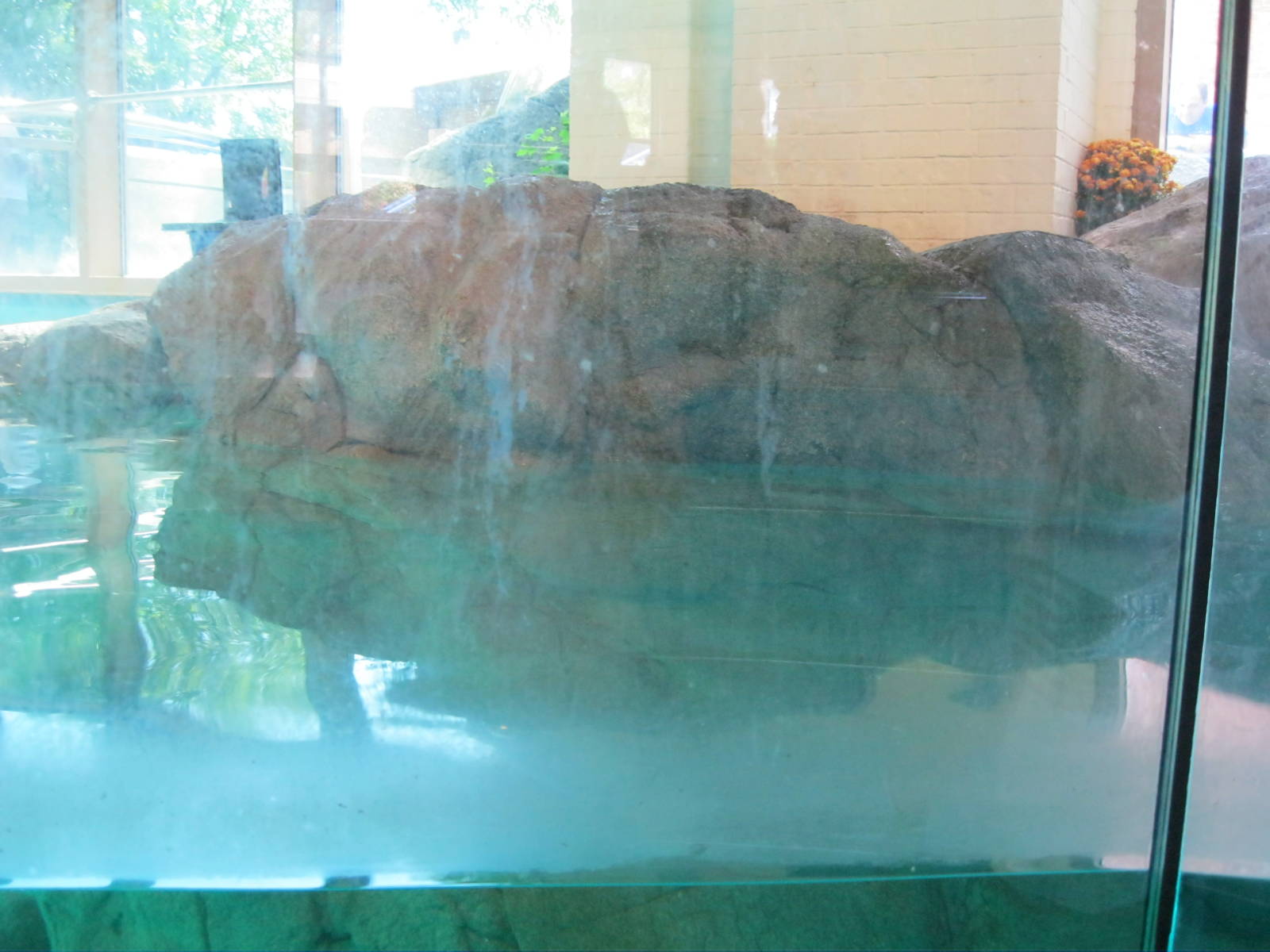 Indoor Harbor Seal Exhibit