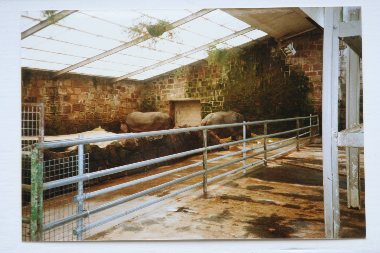 Indoor Hippo area at Chester Zoo; 14.02.89