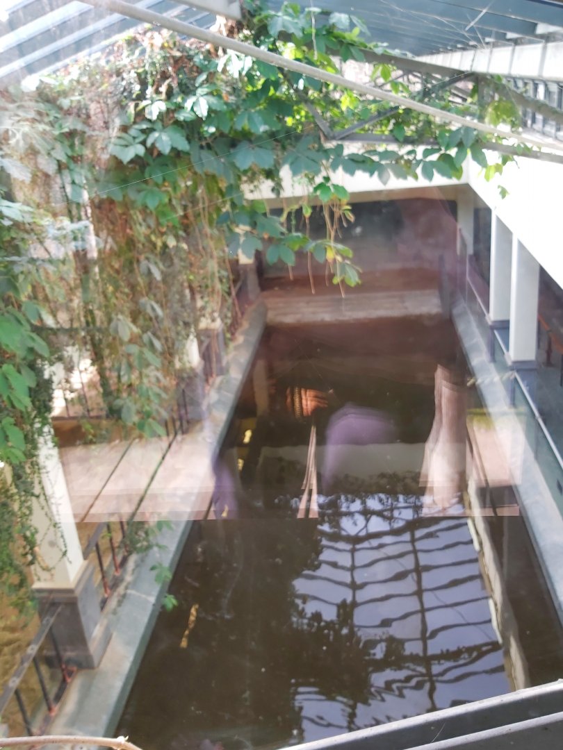 Indoor hippo basin from above