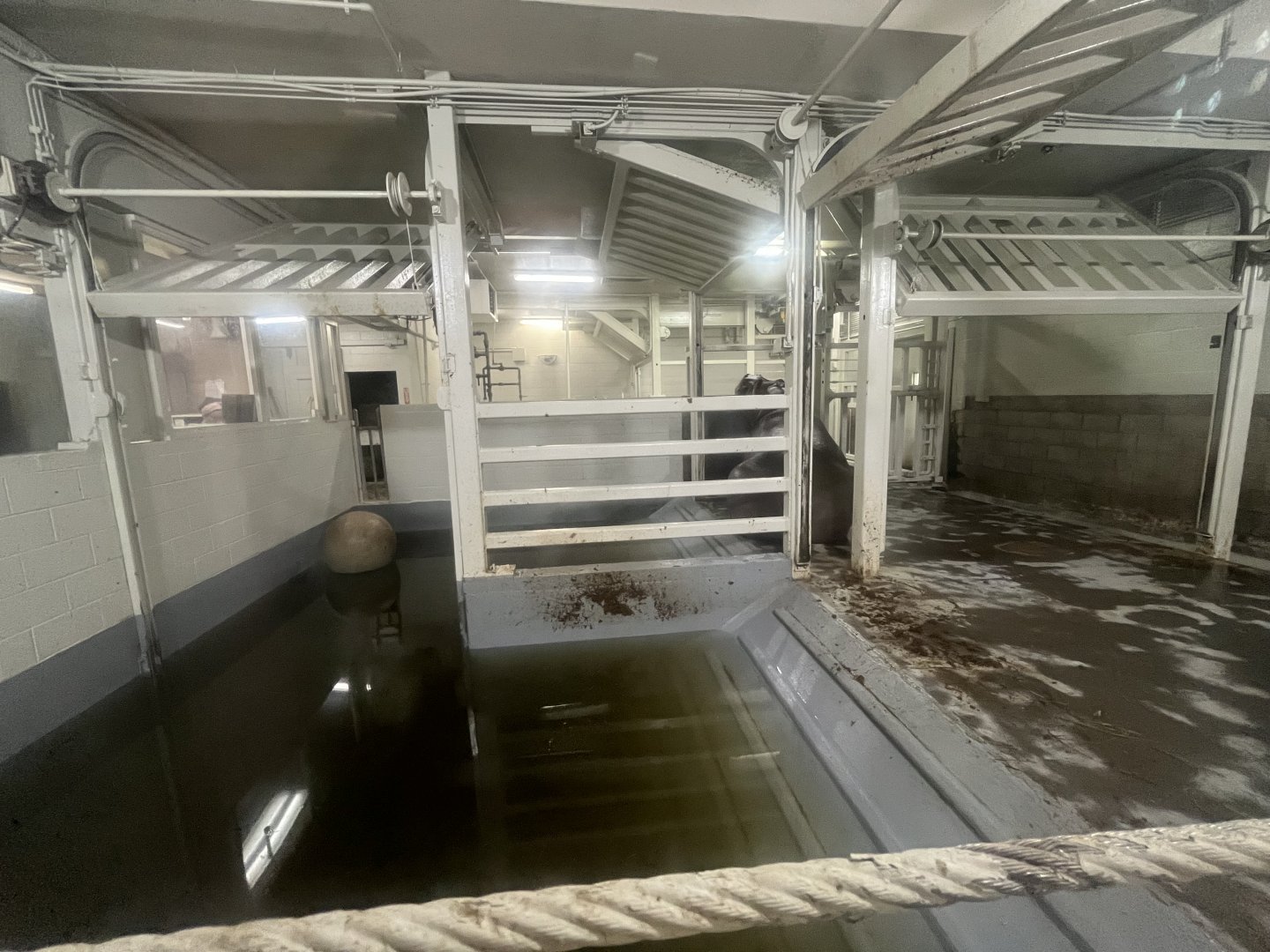 Indoor Hippo Enclosure