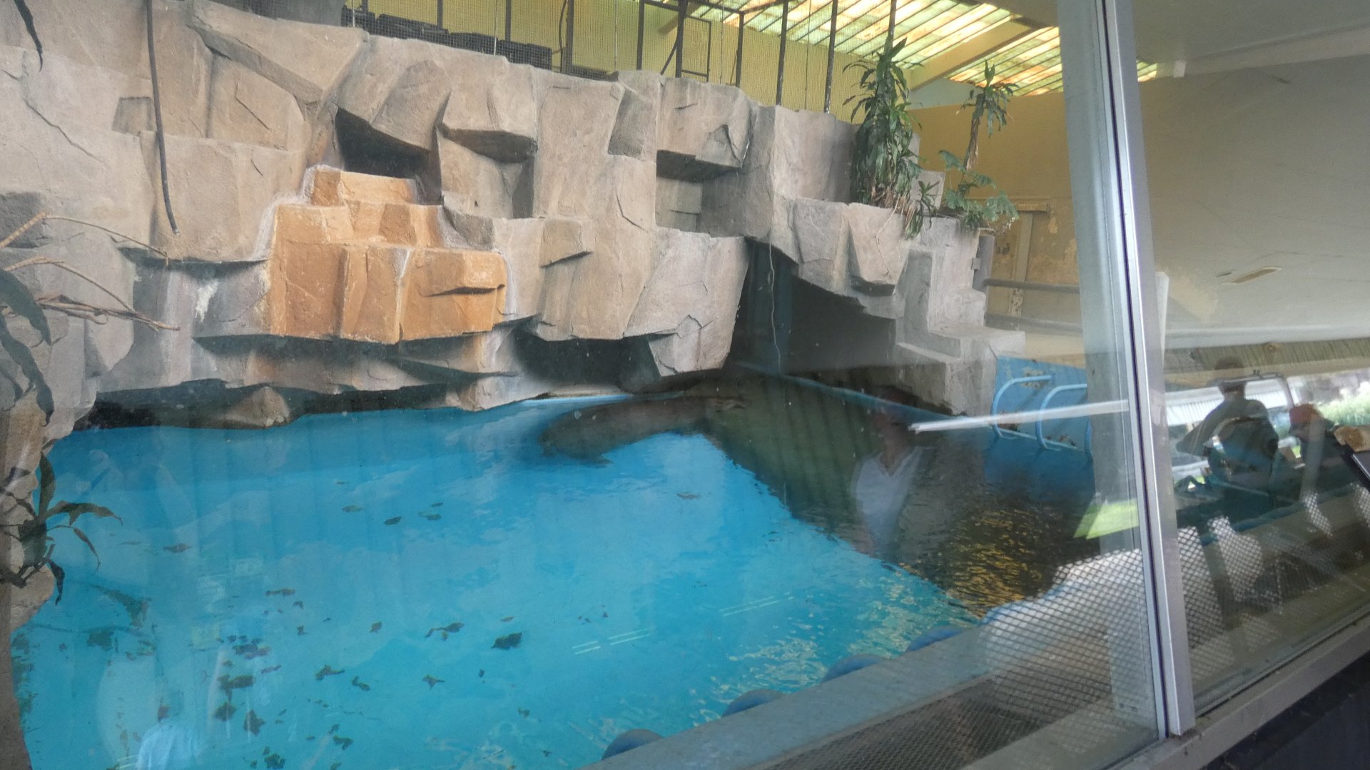 Indoor Hippo Exhibit - Aug. 2021