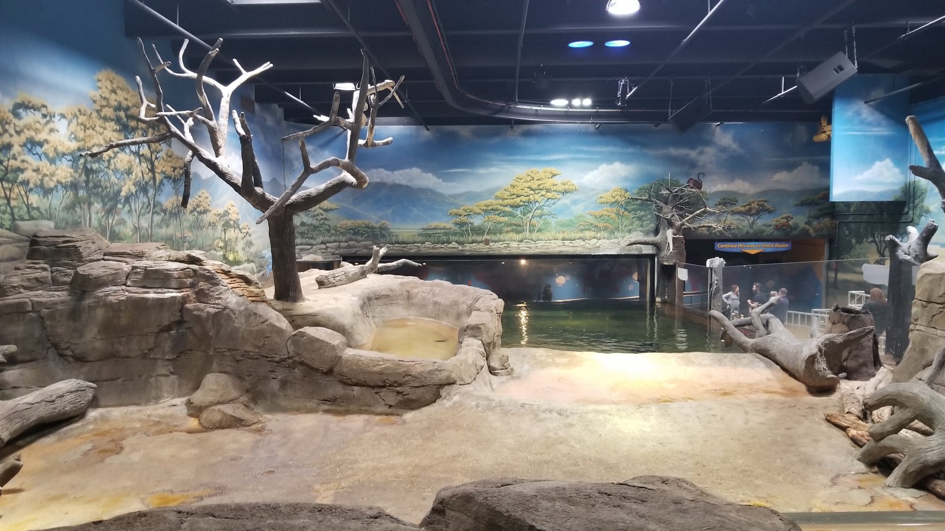 Indoor hippo exhibit, land part
