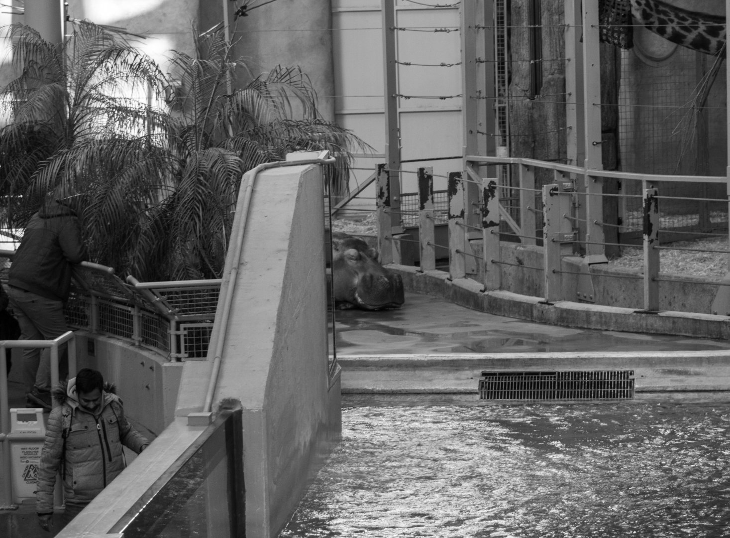 Indoor Hippopotamus and Giraffe Exhibit