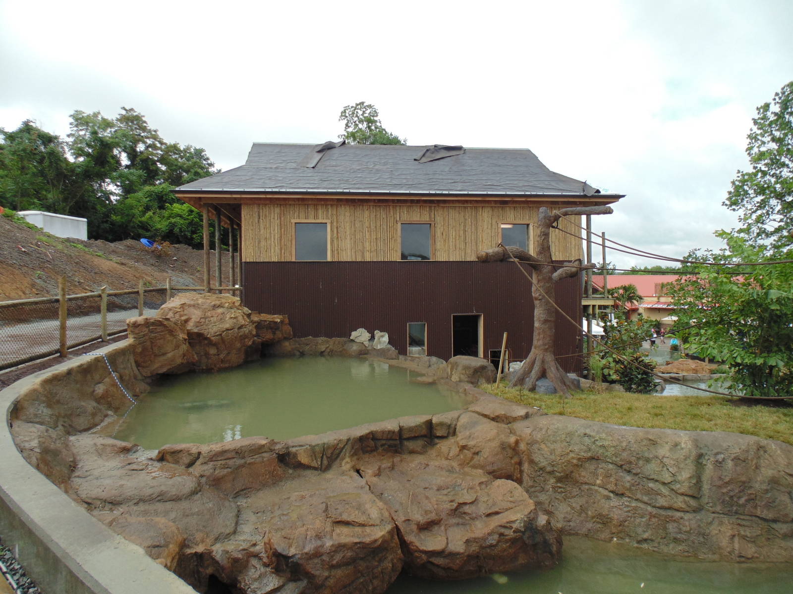indoor Holding Siamang Back side of Siamang Exhibit