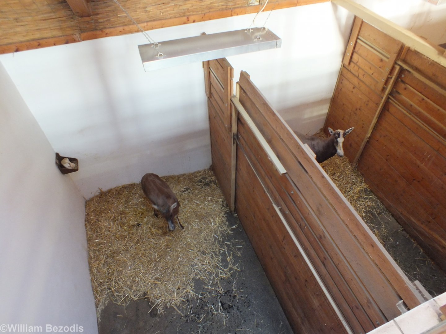Indoor Hoofstock Holding in the Giraffe House