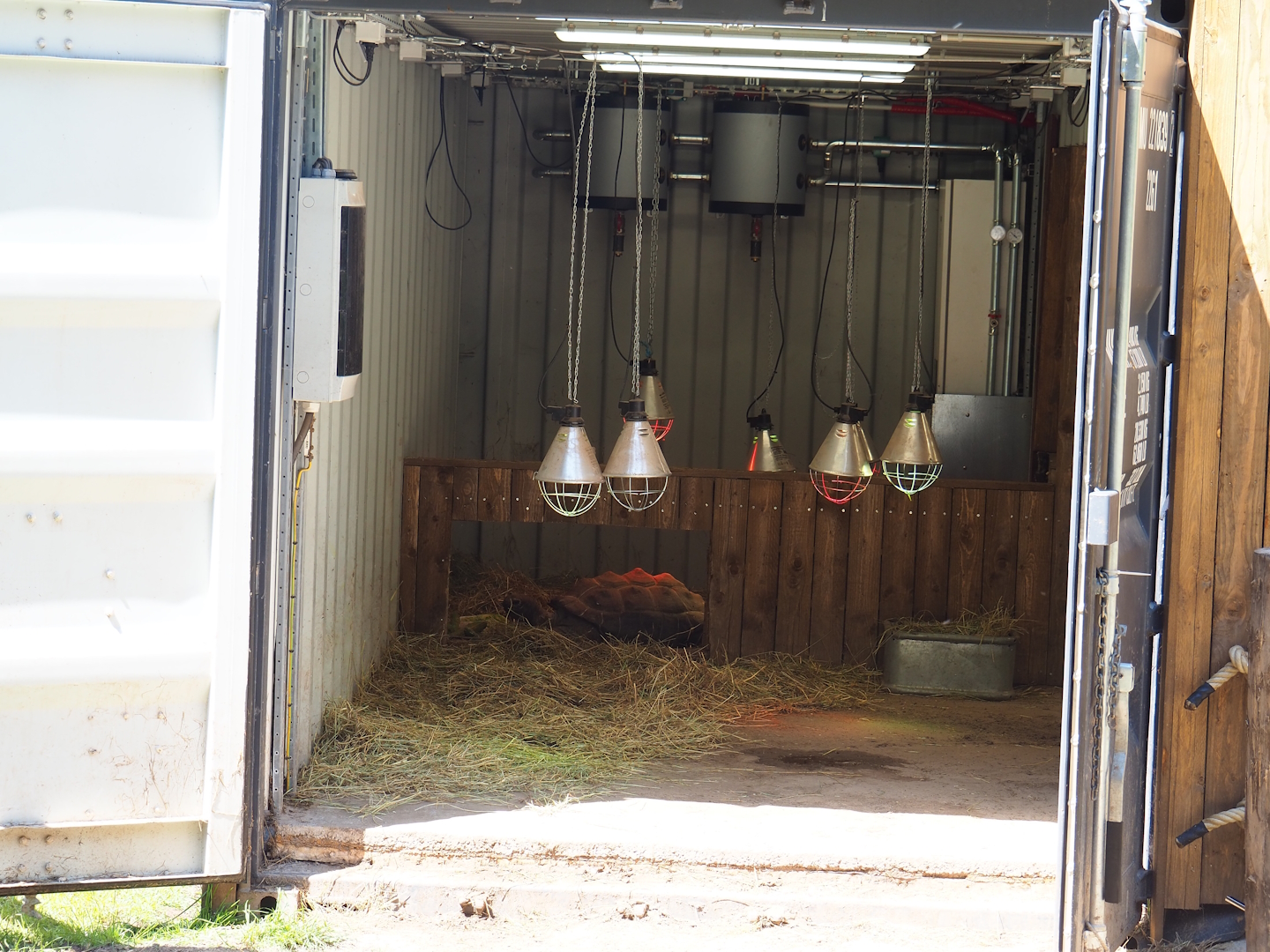 Indoor housing Aldabra giant tortoises, 2023-05-19