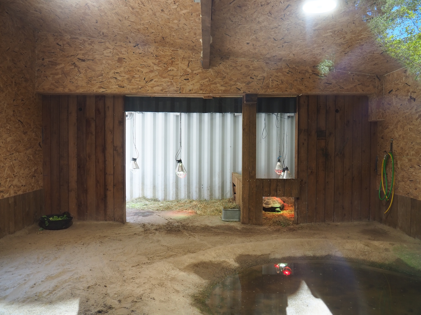 Indoor housing Aldabra giant tortoises, 2023-05-19