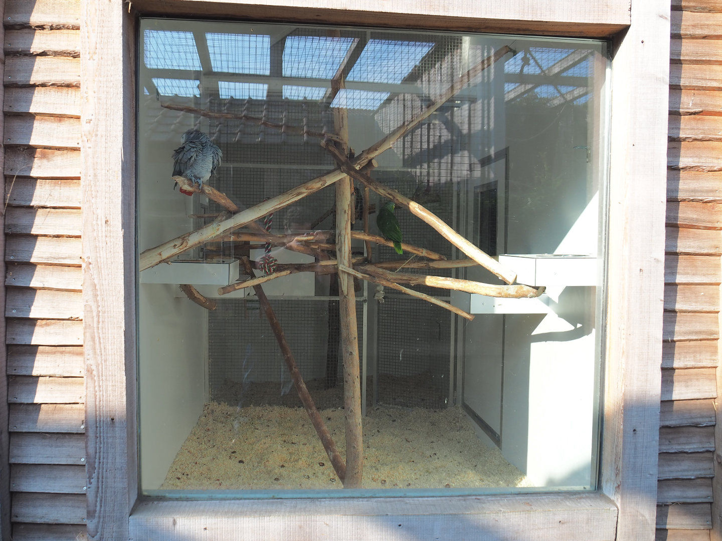 Indoor housing Amazon parrots, Congo African grey parrots and Galah, 2020-09-12