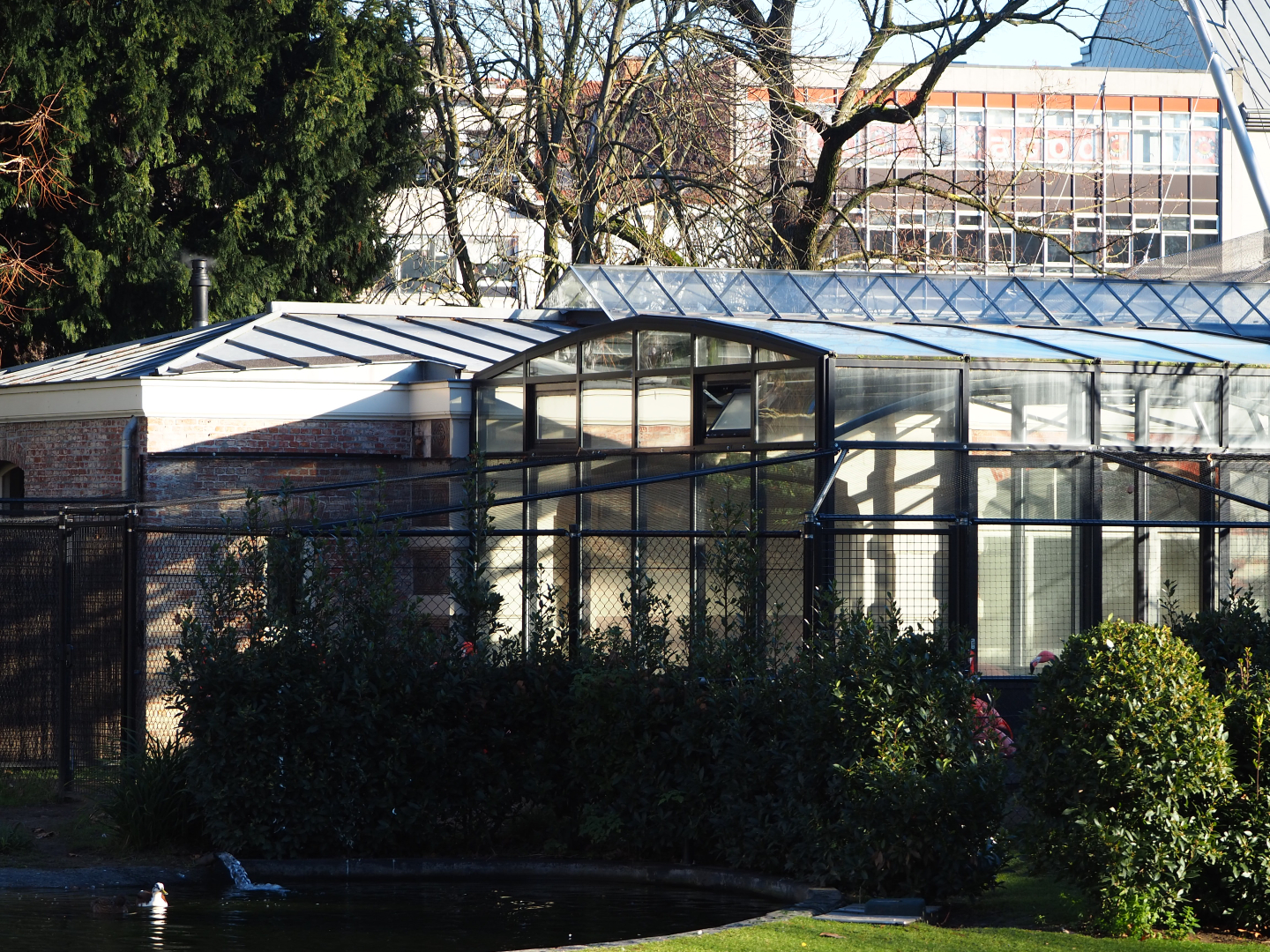 Indoor housing and holding aviary Caribbean flamingos, 2019-12-30