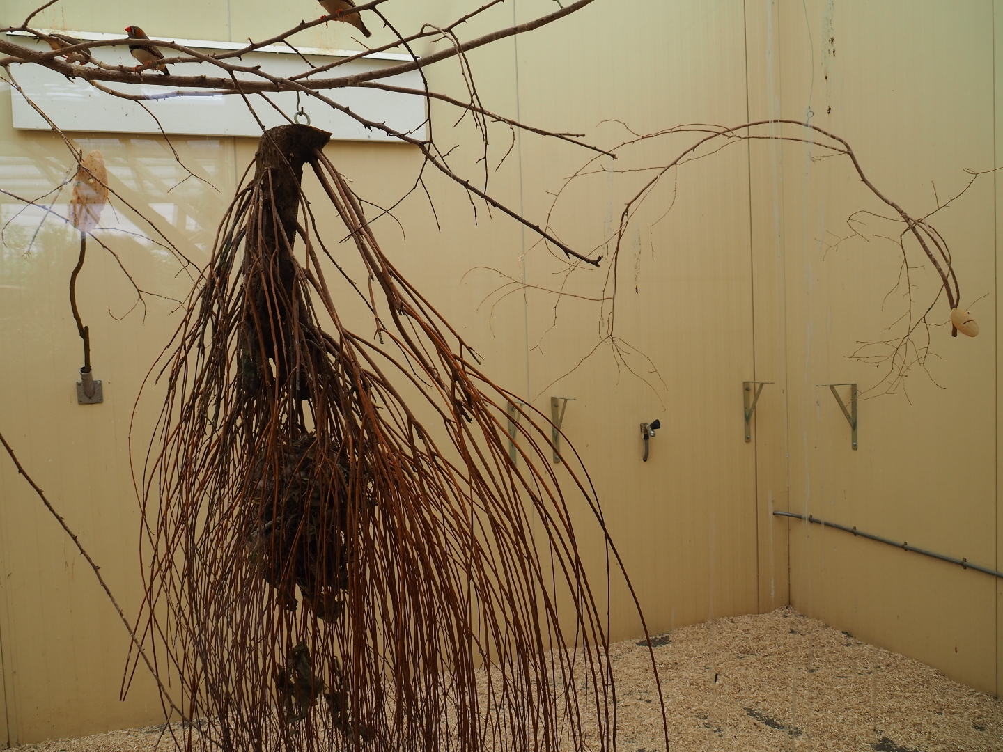 Indoor housing Australian birds, 2019-07-21