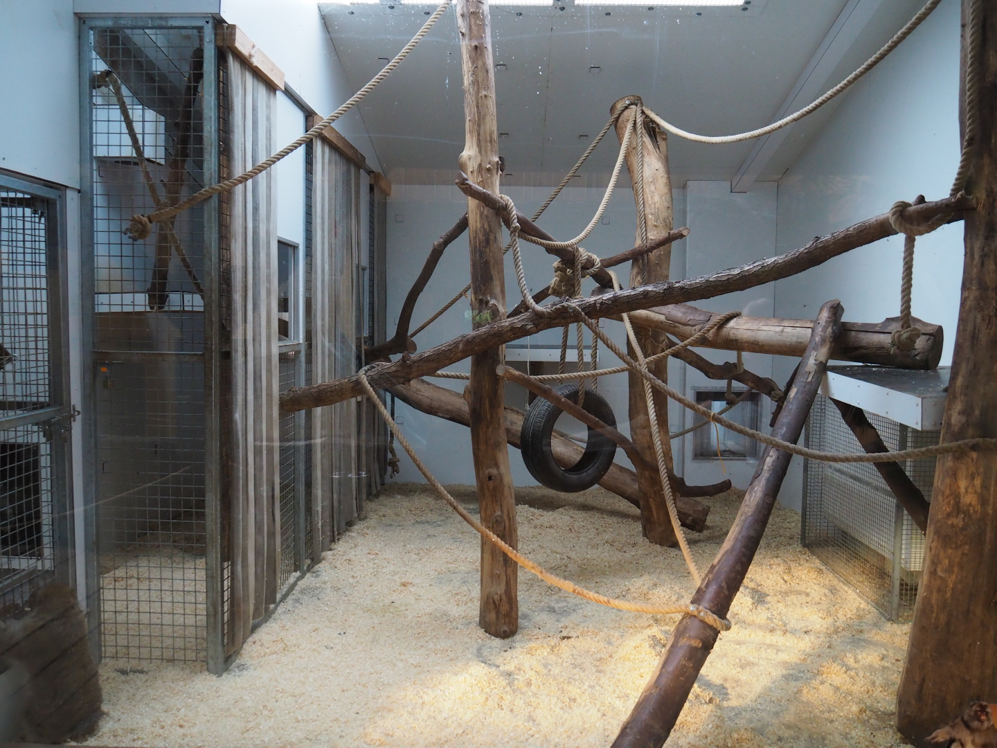 Indoor housing Barbary macaques, 2020-09-12